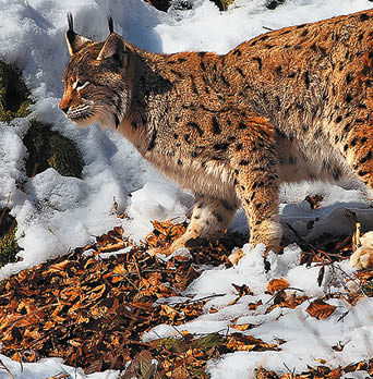 Kniha “VLTAVA - Libor Svacek" - vydani 1., rok 2011 Photographer: Libor Svacek; box@fotosvacek.cz; Mobile: +420 602428001; 