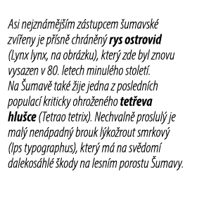 Asi nejzn m j m z stupcem  umavsk  zv  eny je p  sn  chr n n  rys ostrovid (Lynx lynx, na obr zku), kter  zde byl zn...