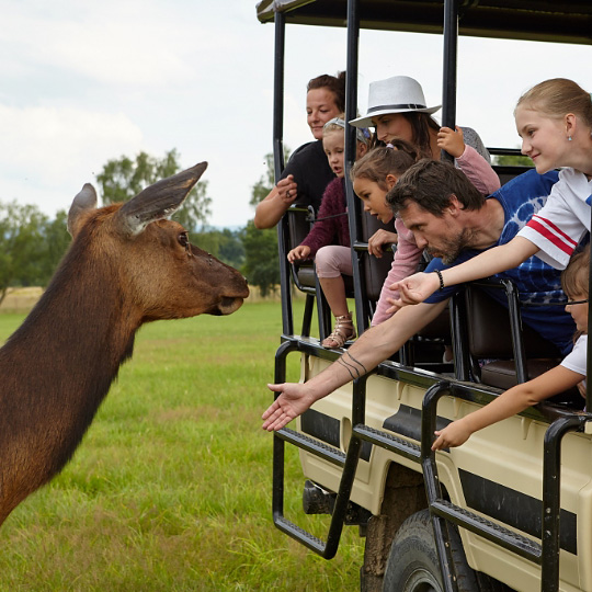 Safari Resort