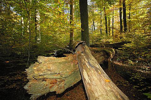 Žofín primeval forest, source: Libor Sváček archiv Vydavatelství MCU