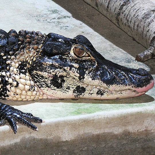 Krokodýlí ZOO