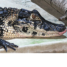 Krokodýlí ZOO (Protivín)
